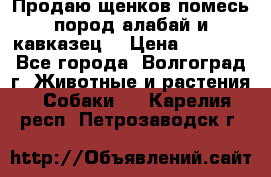 Продаю щенков помесь пород алабай и кавказец. › Цена ­ 1 500 - Все города, Волгоград г. Животные и растения » Собаки   . Карелия респ.,Петрозаводск г.